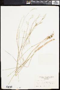 Schizachyrium scoparium var. scoparium image