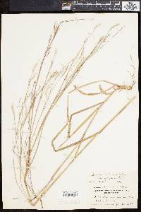 Schizachyrium scoparium var. scoparium image