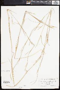 Schizachyrium scoparium var. scoparium image