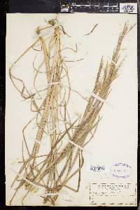 Schizachyrium scoparium var. scoparium image