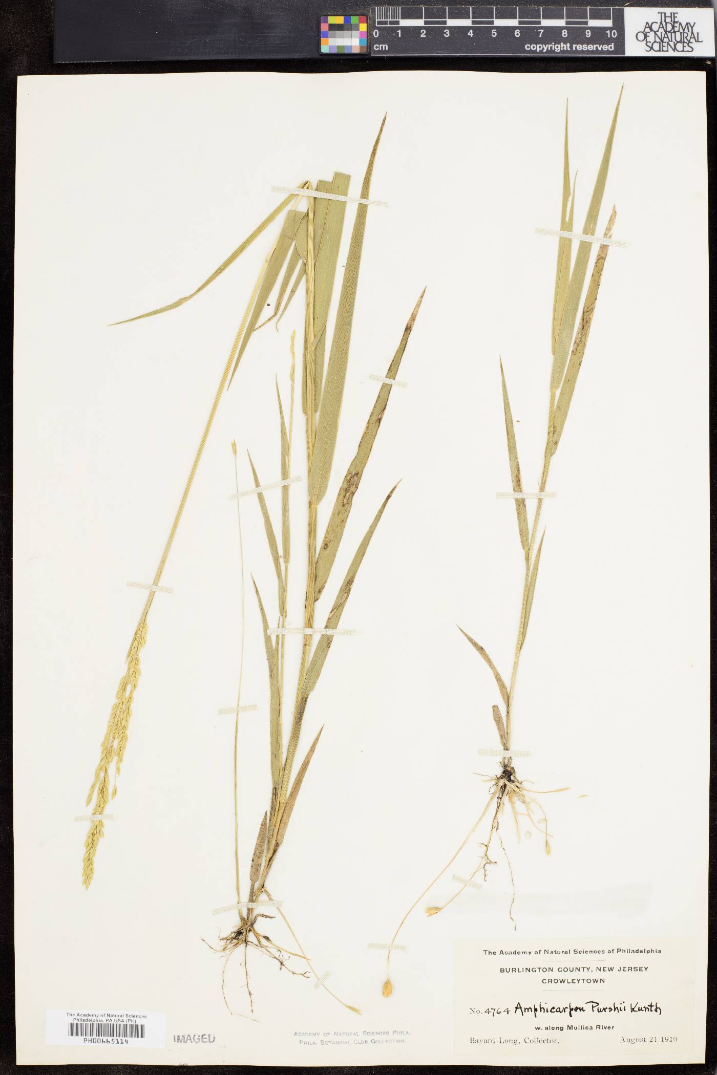 Amphicarpum purshii image