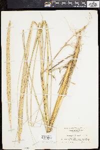 Ammophila breviligulata image