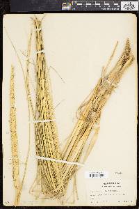 Ammophila breviligulata image