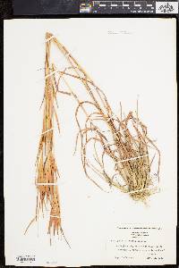 Andropogon elliottii image