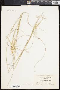 Andropogon elliottii image