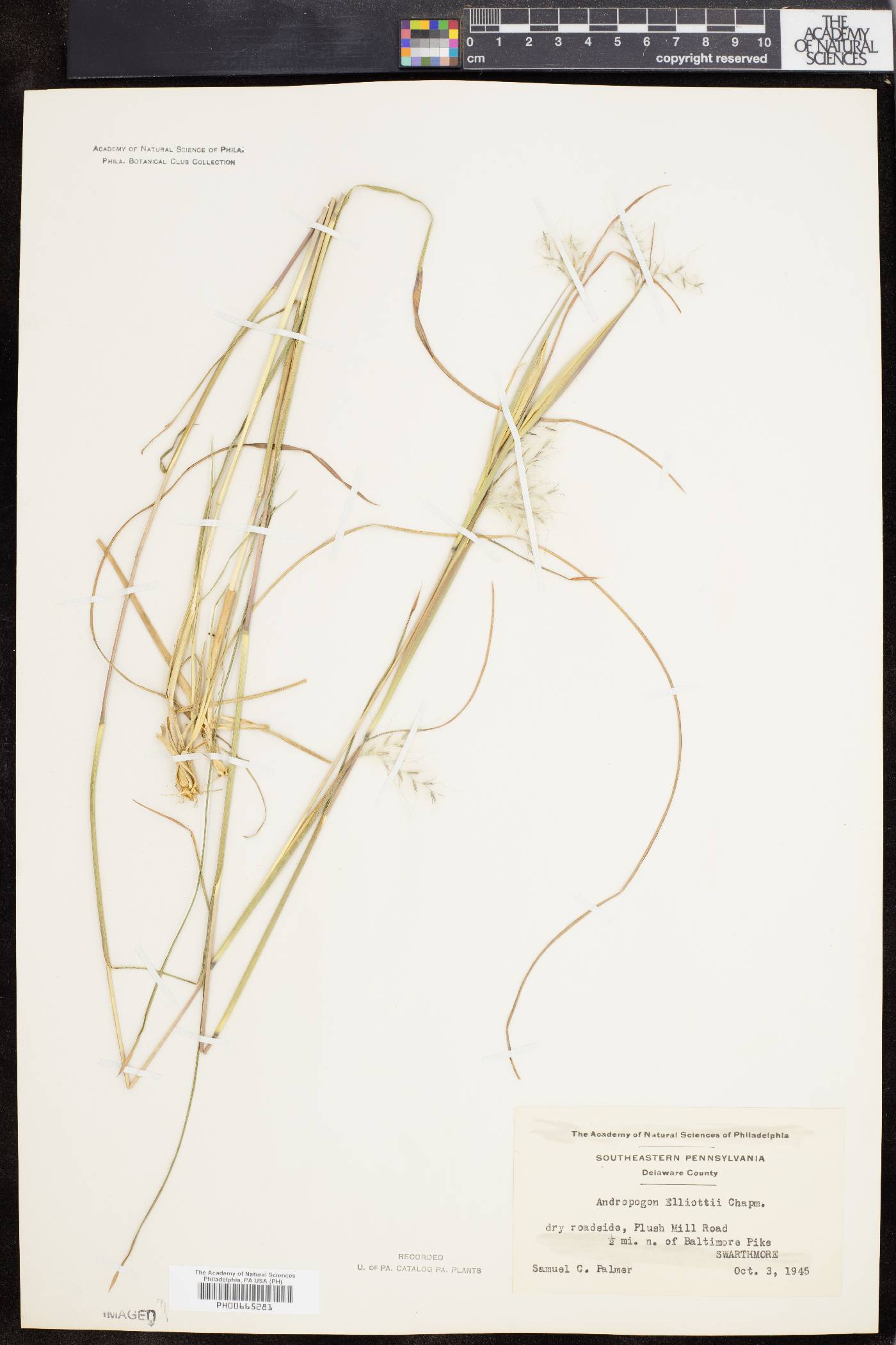Andropogon elliottii image