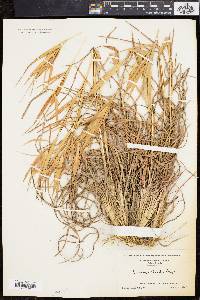 Andropogon elliottii image