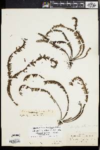Prosaptia alata image