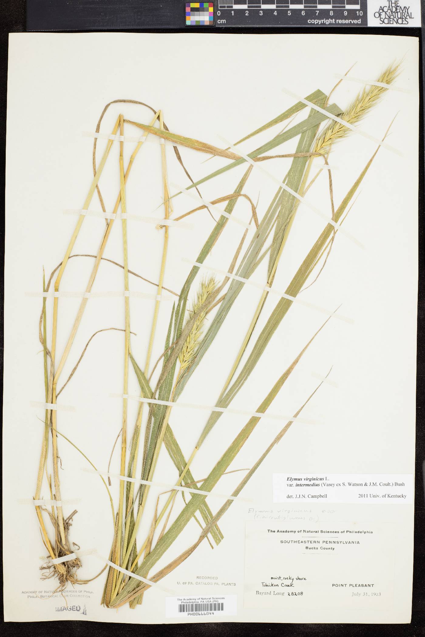 Elymus virginicus var. intermedius image