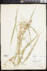 Elymus virginicus var. intermedius image