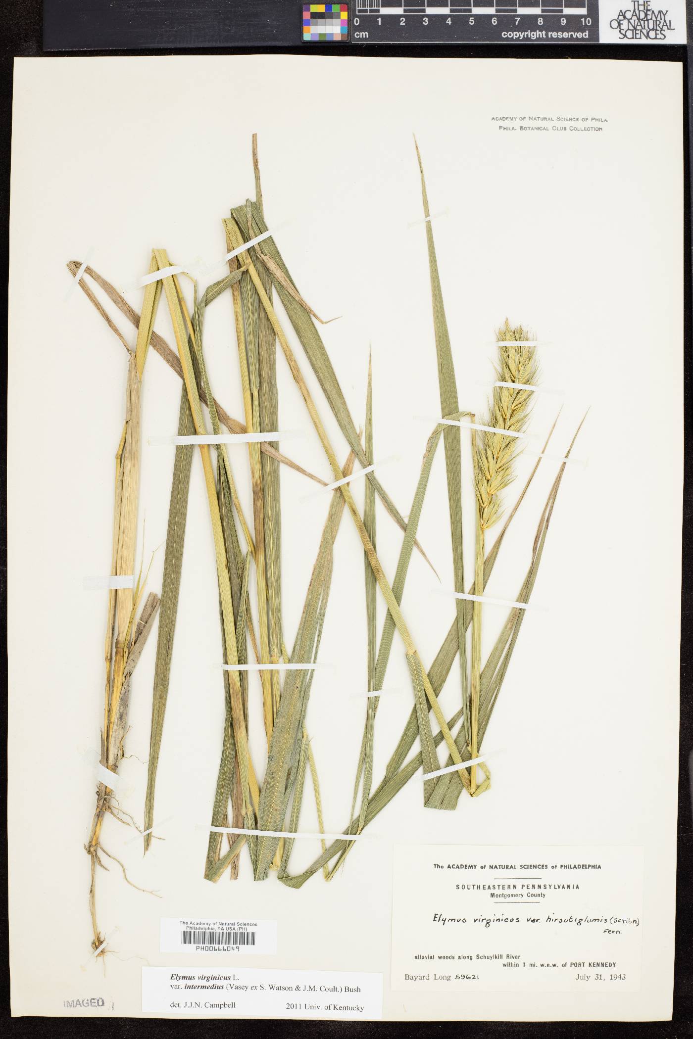 Elymus virginicus var. intermedius image