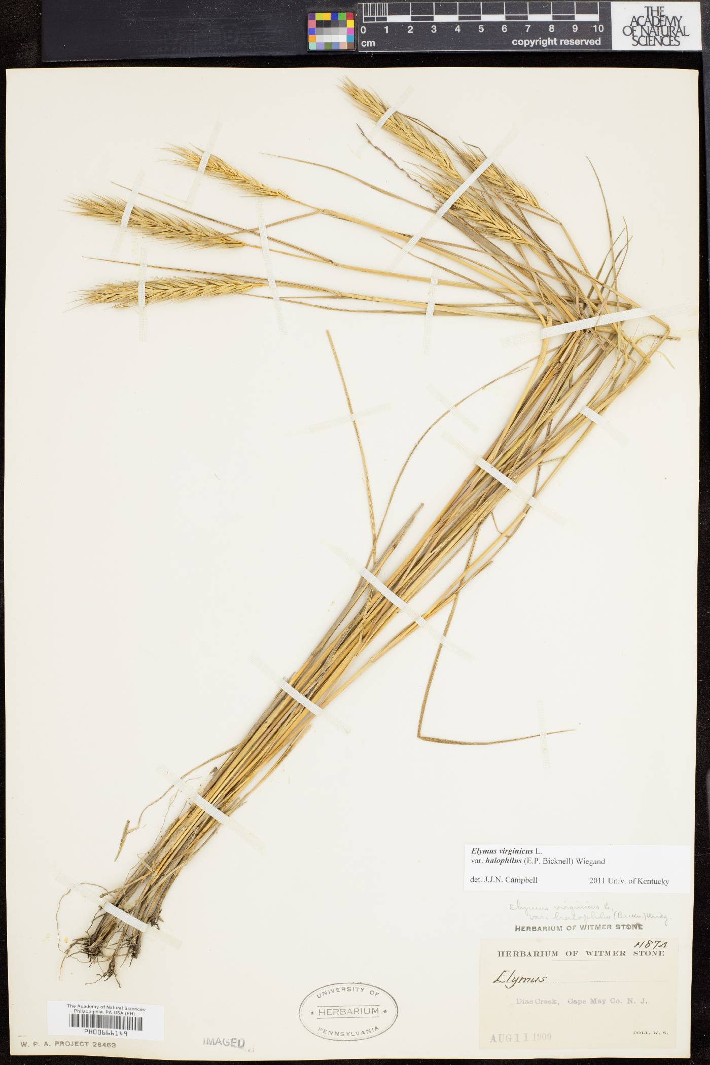 Elymus virginicus var. halophilus image