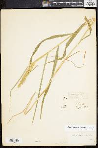 Elymus virginicus var. intermedius image