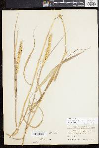 Elymus virginicus var. intermedius image