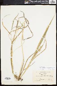 Elymus virginicus var. intermedius image