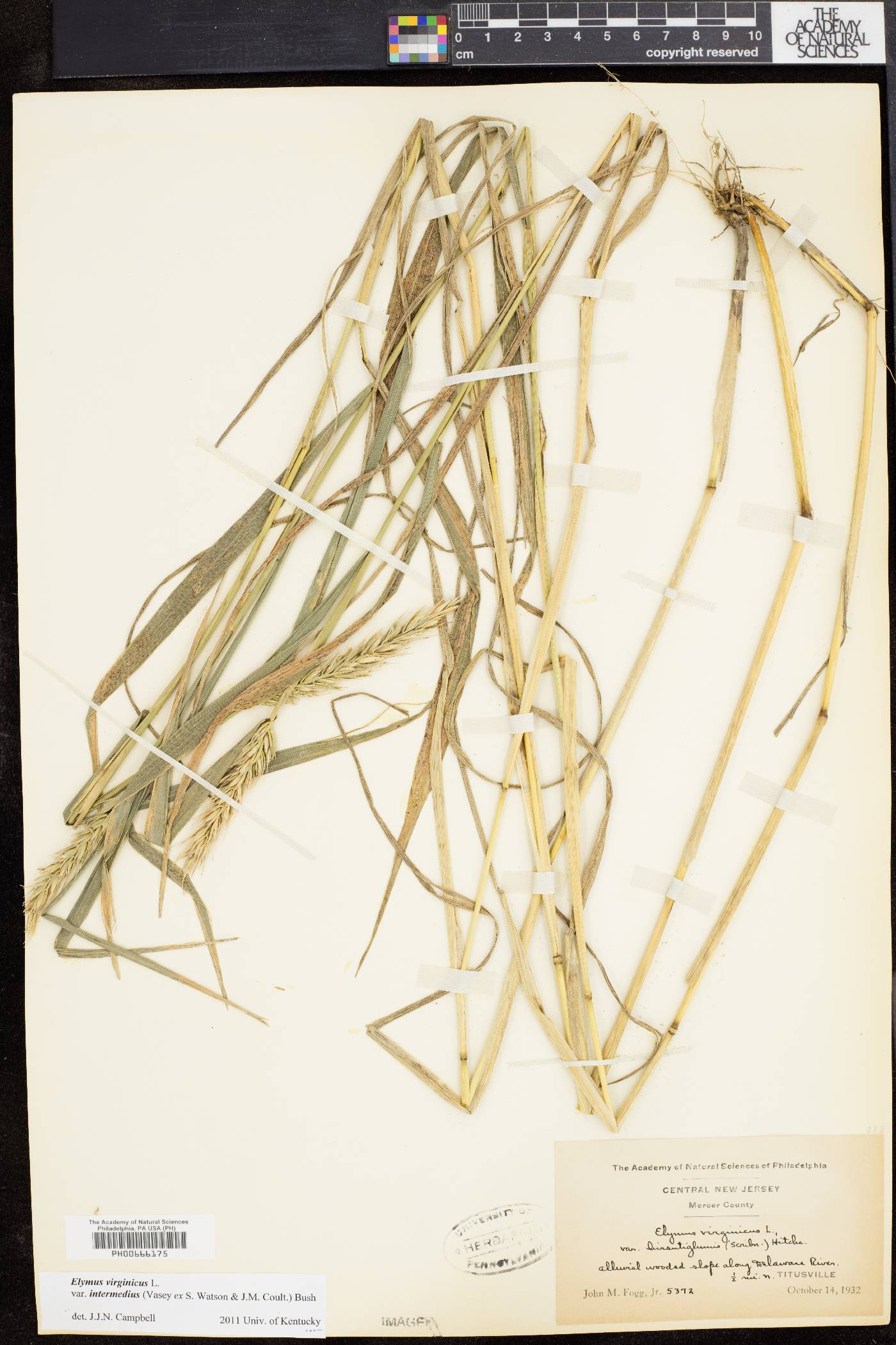 Elymus virginicus var. intermedius image