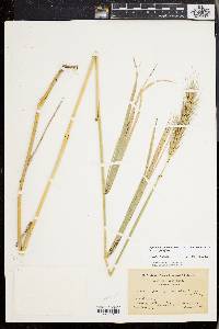 Elymus glabriflorus image