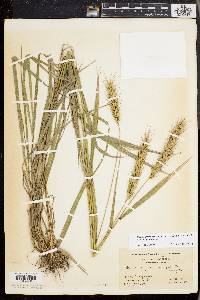 Elymus glabriflorus image