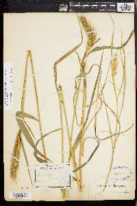 Elymus glabriflorus image