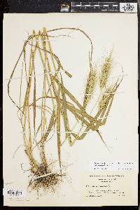 Elymus glabriflorus image