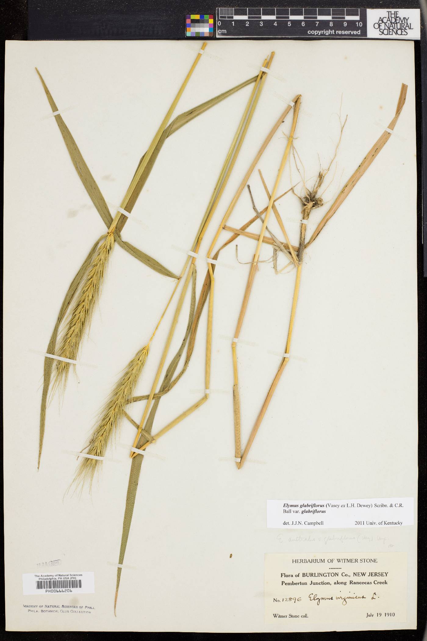 Elymus glabriflorus image