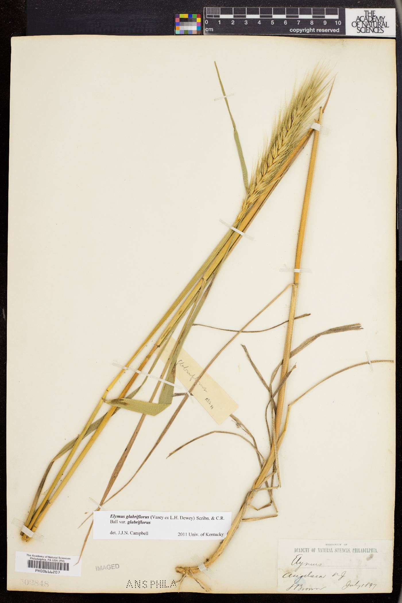 Elymus glabriflorus image