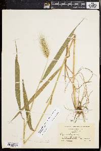 Elymus glabriflorus image