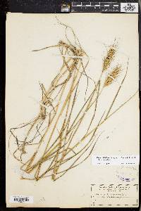 Elymus glabriflorus image