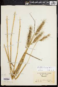 Elymus glabriflorus image