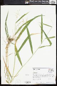 Elymus hystrix image