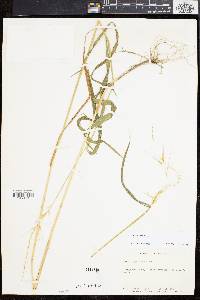 Elymus hystrix image