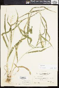 Elymus hystrix image