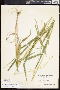 Elymus hystrix image