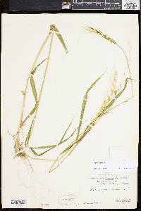 Elymus hystrix image