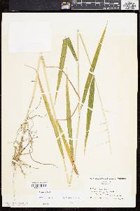 Elymus hystrix image