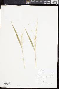 Elymus hystrix image