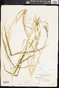 Elymus hystrix image