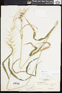 Elymus hystrix image