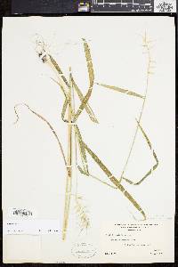 Elymus hystrix image