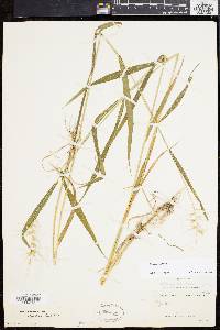 Elymus hystrix image