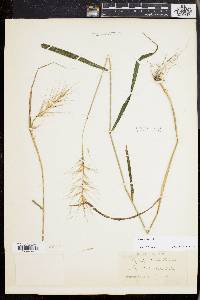 Elymus hystrix image