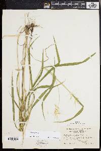 Elymus hystrix image