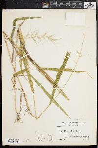 Elymus hystrix image