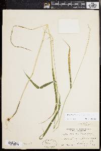 Elymus hystrix image