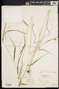 Elymus hystrix image