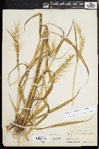 Elymus hystrix image