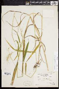 Elymus hystrix image