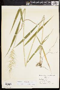 Elymus hystrix image