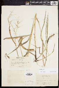 Elymus hystrix image