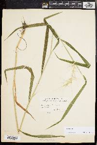 Elymus hystrix image